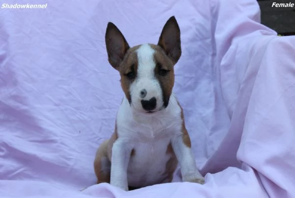 Mini Bull Terrier  Bellissimi Cuccioli | Foto 4