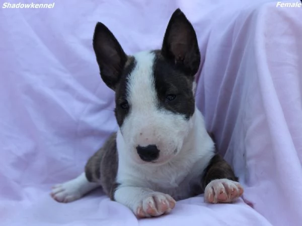 Mini Bull Terrier  Bellissimi Cuccioli | Foto 3