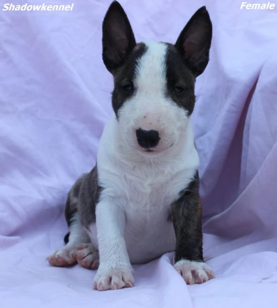 Mini Bull Terrier  Bellissimi Cuccioli | Foto 2