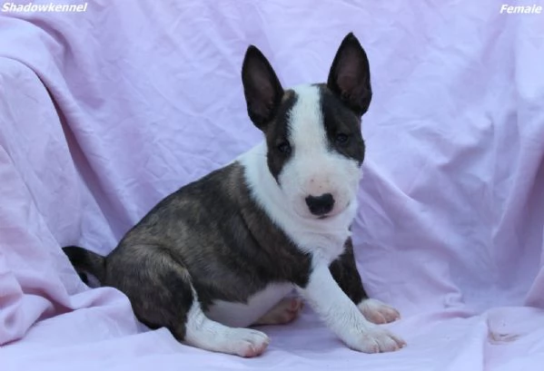 Mini Bull Terrier  Bellissimi Cuccioli