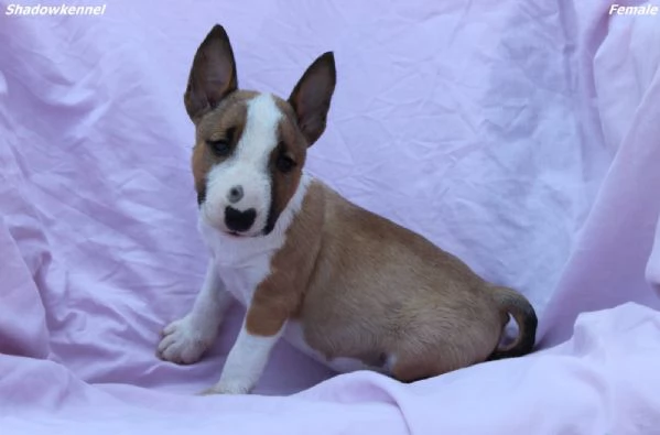 Mini Bull Terrier  Bellissimi Cuccioli | Foto 1