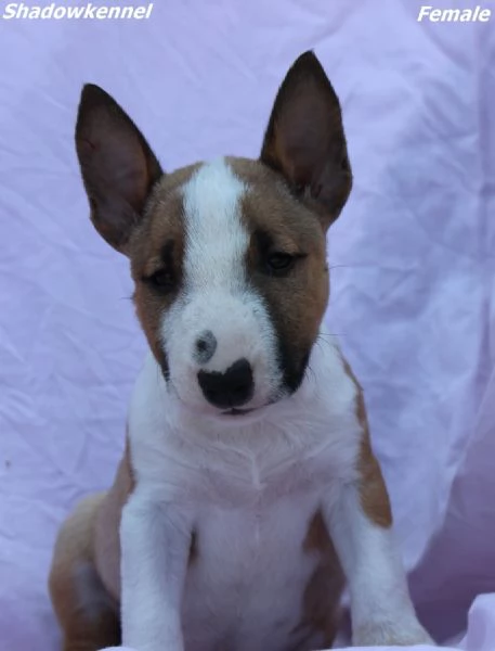 Mini Bull Terrier  Bellissimi Cuccioli | Foto 0