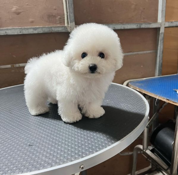 CUCCIOLI DI BARBONCINI TOY