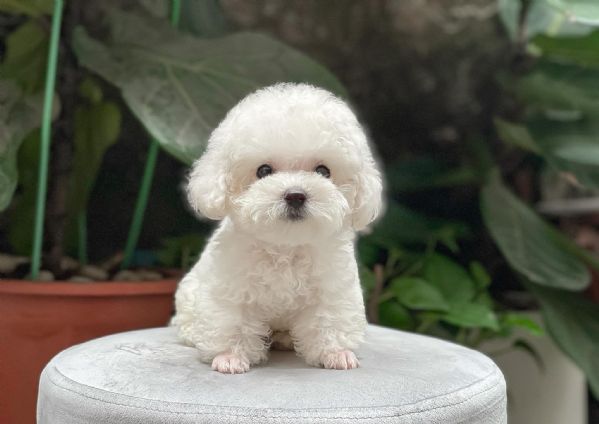 Cuccioli di Barboncino Toy | Foto 0