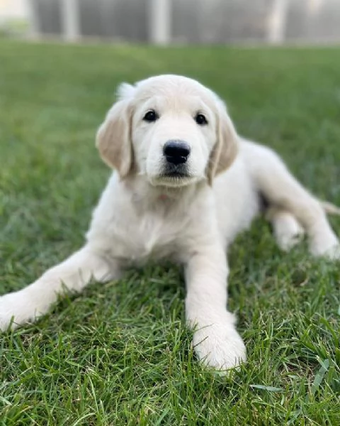 Meravigliosi cuccioli di Golden retriever | Foto 0