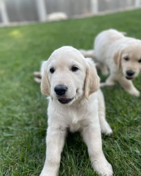 Meravigliosi cuccioli di Golden retriever
