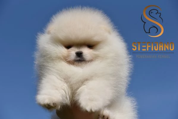 Cuccioli di Pomeranian Boo
