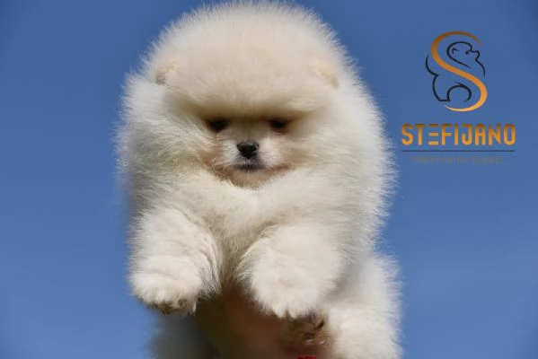 Cuccioli di Pomeranian Boo | Foto 4