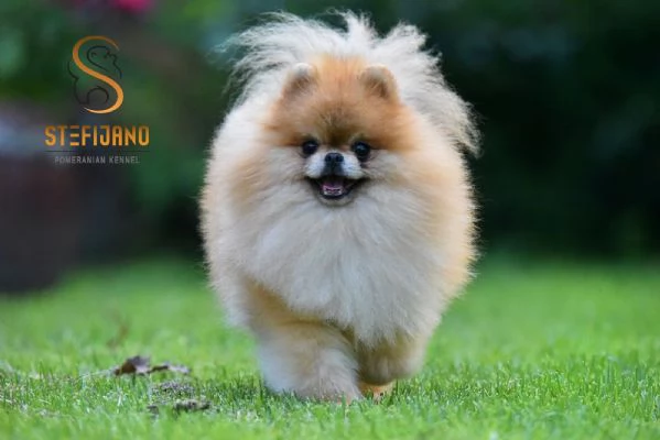 Cuccioli di Pomeranian Boo | Foto 3