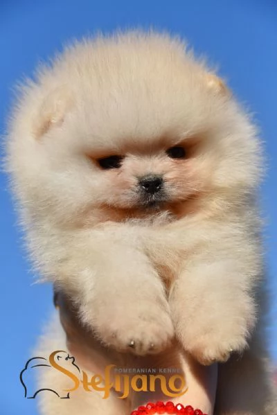 Cuccioli di Pomeranian Boo | Foto 2