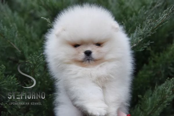 Cuccioli di Pomeranian Boo | Foto 1