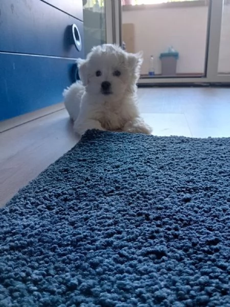 Cucciolo maltese  | Foto 1