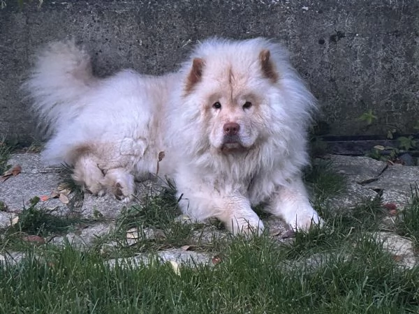Regalo chow chow  premio 250
