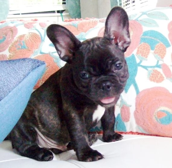 REGALO BOULEDOGUE FRANCESE