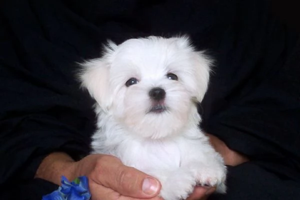 REGALO MALTESE | Foto 0