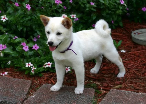 REGALO SHIBA INU