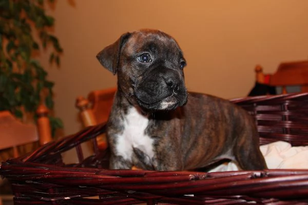  REGALO BOXER
