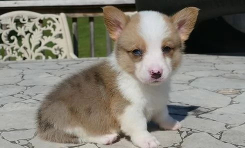 REGALO  WELSH CORGI 