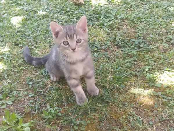 Regalo gattina 