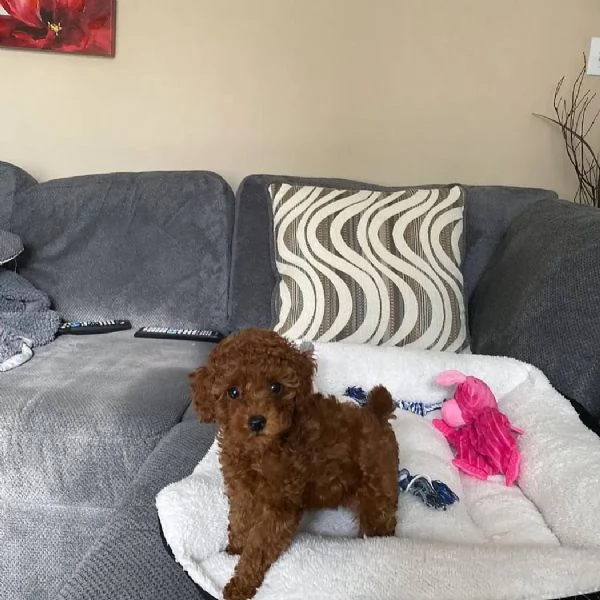 Cuccioli di barboncino Toy