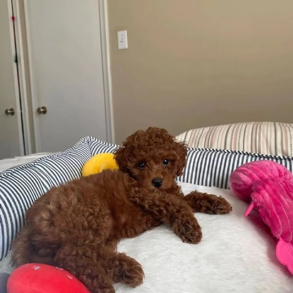 Cuccioli di barboncino Toy | Foto 0