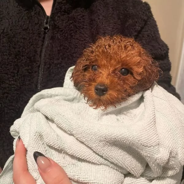 Bellissimi cuccioli di barboncino toy nero | Foto 0