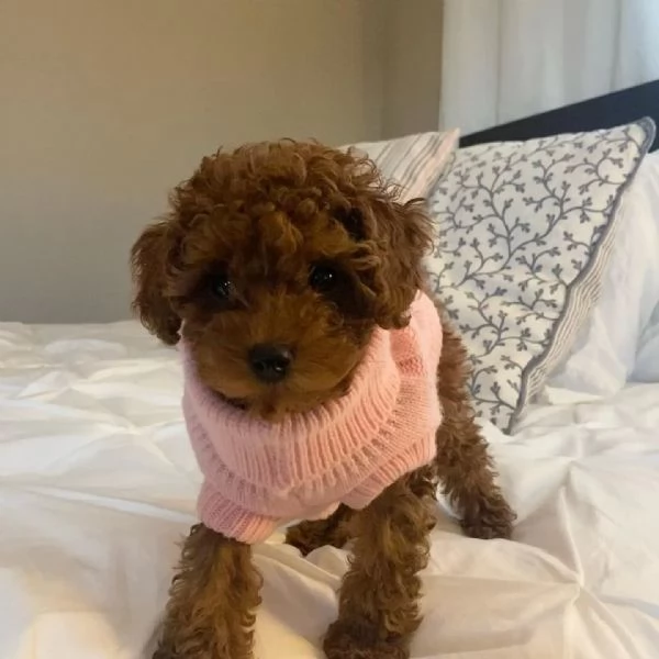 CUCCIOLI DI BARBONCINO TOY