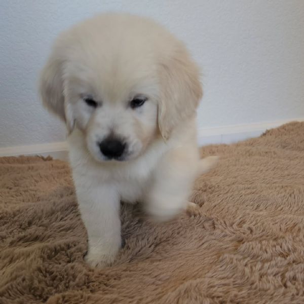 Cuccioli di Golden Retriever  | Foto 0