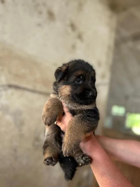 Cucciola di pastore tedesco  | Foto 2
