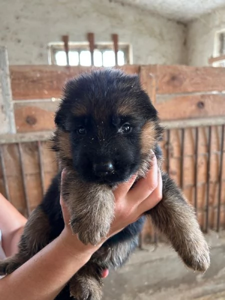 Cucciola di pastore tedesco  | Foto 1