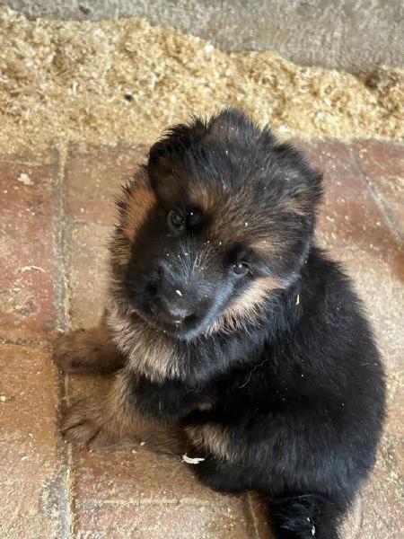 Cucciola di pastore tedesco  | Foto 0