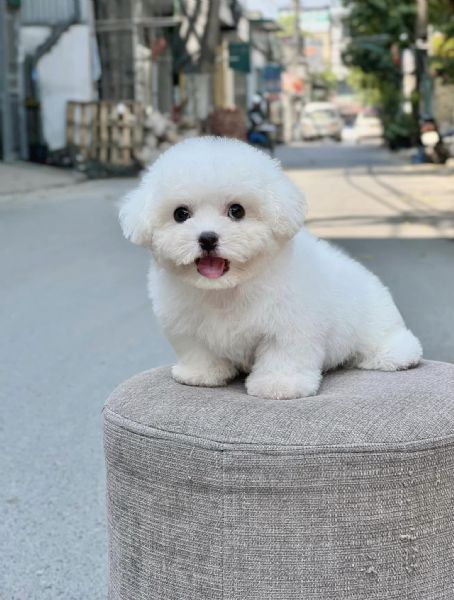 Cuccioli di Barboncini toy | Foto 0