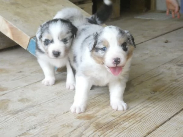 Disponibili cuccioli Aussie | Foto 6
