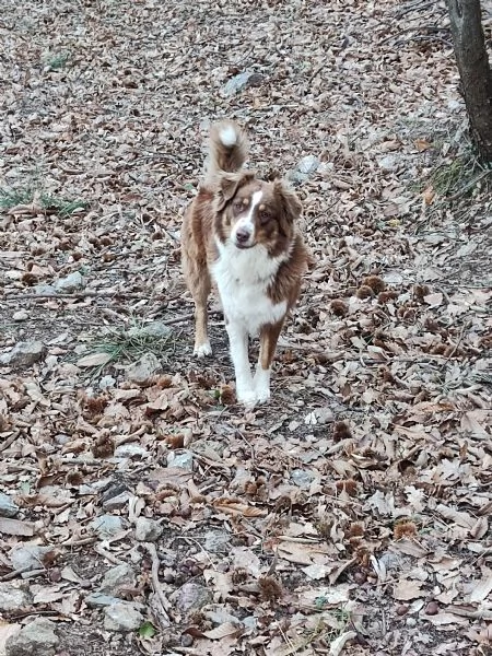 Disponibili cuccioli Aussie | Foto 5