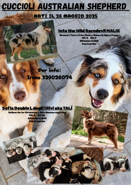 Disponibili cuccioli Aussie | Foto 3