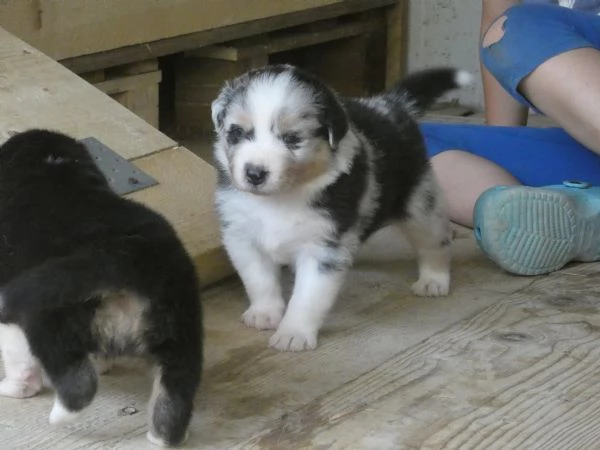 Disponibili cuccioli Aussie | Foto 2