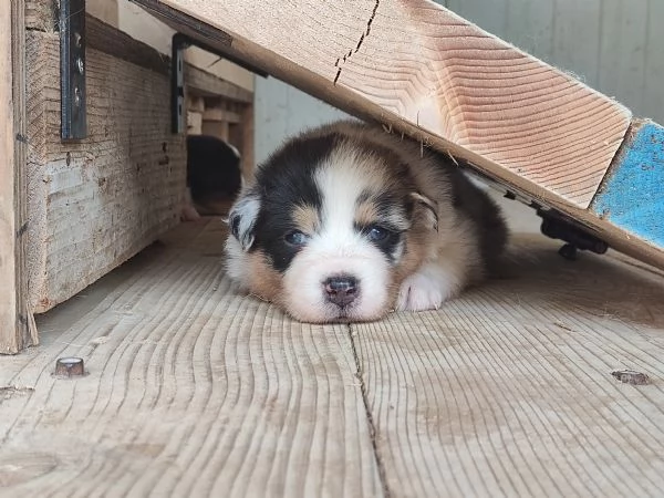Disponibili cuccioli Aussie