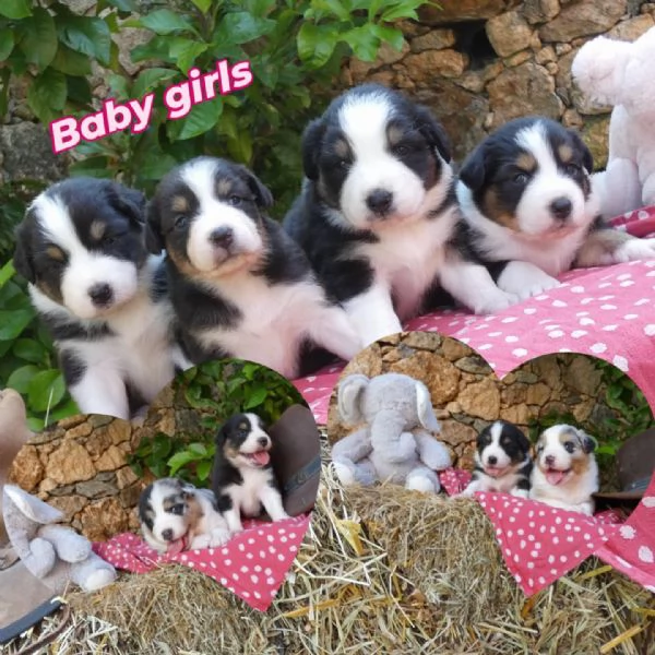 Disponibili cuccioli Aussie | Foto 0