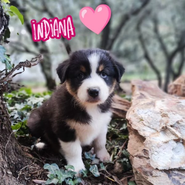 Disponibili cuccioli Australian shepherd  | Foto 6