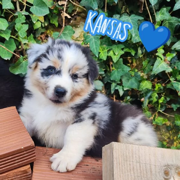 Disponibili cuccioli Australian shepherd  | Foto 5