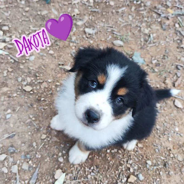 Disponibili cuccioli Australian shepherd  | Foto 4