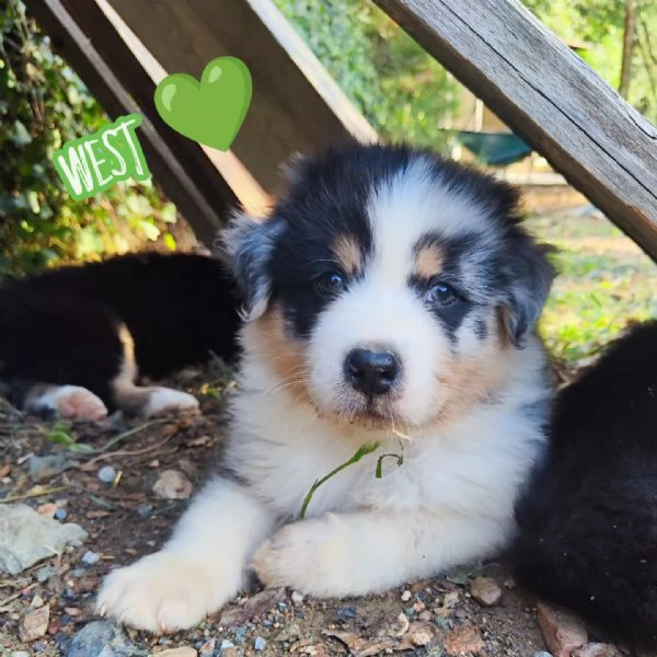 Disponibili cuccioli Australian shepherd  | Foto 3