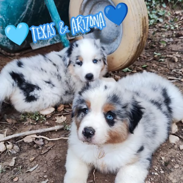 Disponibili cuccioli Australian shepherd 