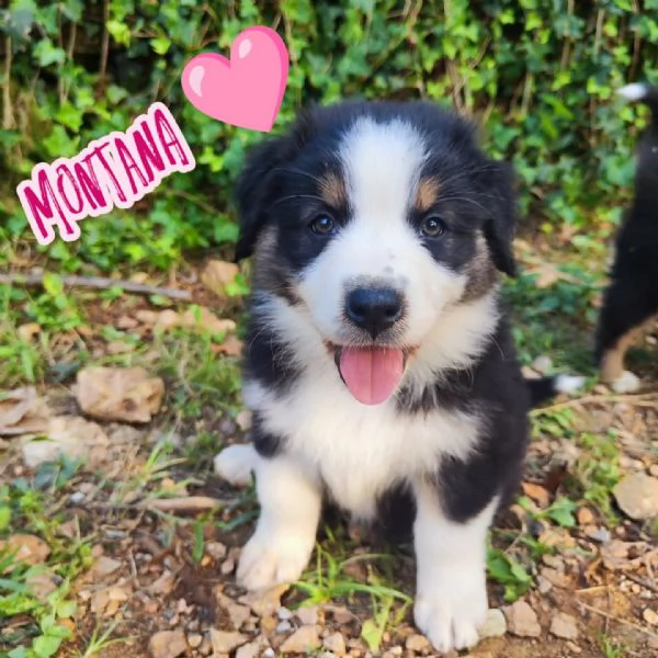 Disponibili cuccioli Australian shepherd  | Foto 2