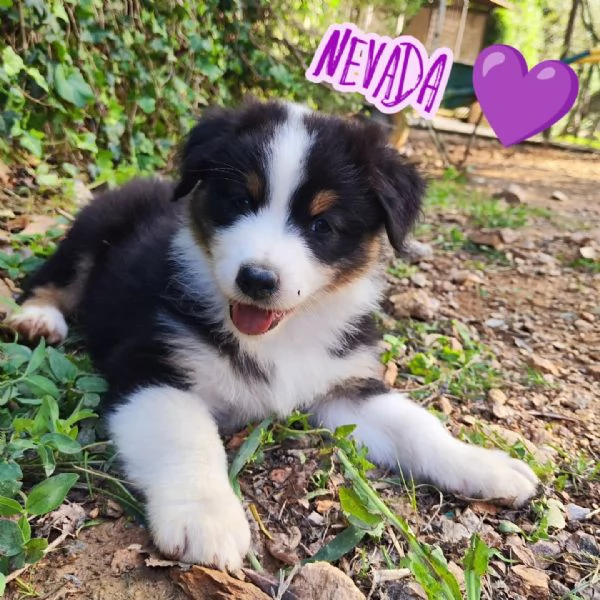 Disponibili cuccioli Australian shepherd  | Foto 1