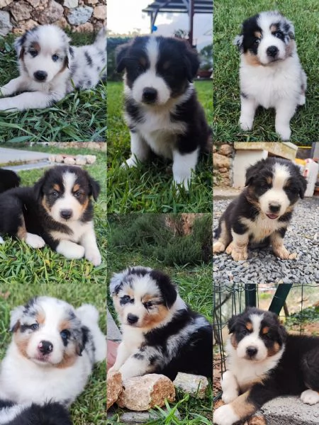 Disponibili cuccioli Australian shepherd  | Foto 0