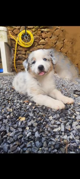Disponibili cuccioli Australian shepherd  | Foto 6