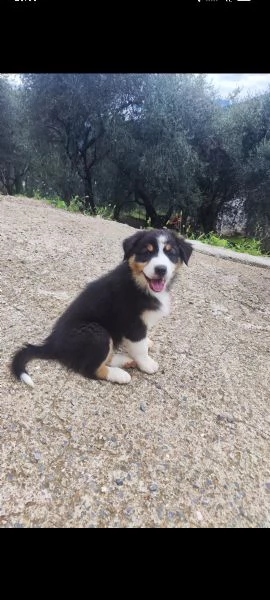 Disponibili cuccioli Australian shepherd  | Foto 5