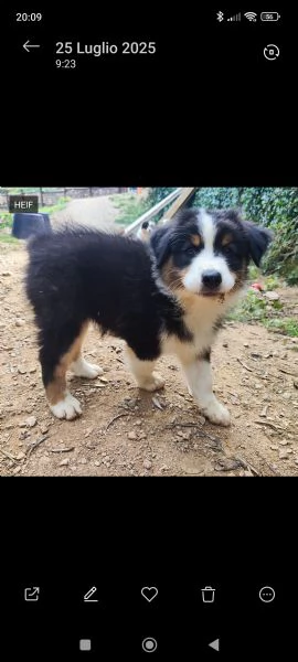Disponibili cuccioli Australian shepherd  | Foto 4