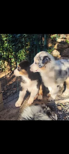 Disponibili cuccioli Australian shepherd  | Foto 3